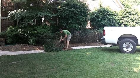 pulling out bushes with a skid steer|Pulling out bushes, T.